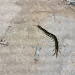 Scolopendromorpha (order) (A centipede) at Downer, ACT - 1 Sep 2021 by sbittinger