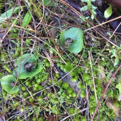 Corysanthes incurva (Slaty Helmet Orchid) at Downer, ACT - 21 Jul 2021 by petersan