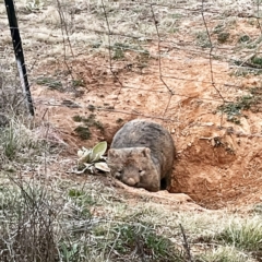 Vombatus ursinus (Common wombat, Bare-nosed Wombat) at Molonglo Valley, ACT - 26 Aug 2021 by Jeezwe