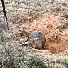 Vombatus ursinus (Bare-nosed Wombat) at Molonglo Valley, ACT - 26 Aug 2021 by Jeezwe