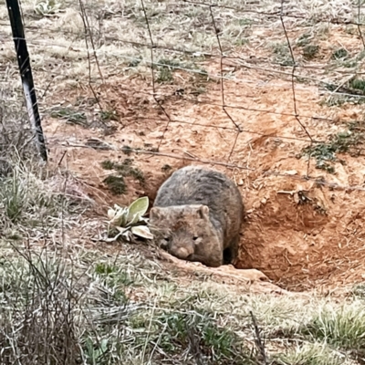 Vombatus ursinus (Bare-nosed Wombat) at Molonglo Valley, ACT - 26 Aug 2021 by Jeezwe