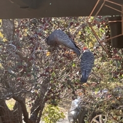 Callocephalon fimbriatum (Gang-gang Cockatoo) at Waramanga, ACT - 13 Jun 2021 by Jeezwe