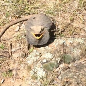 Pogona barbata at Downer, ACT - 20 Aug 2021