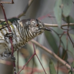 Chrysococcyx lucidus (Shining Bronze-Cuckoo) at Majura, ACT - 2 Sep 2021 by trevsci