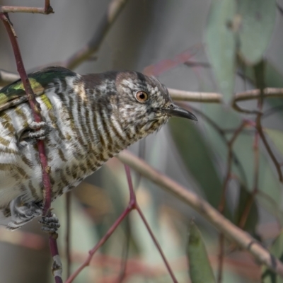 Chrysococcyx lucidus (Shining Bronze-Cuckoo) at Mount Ainslie - 2 Sep 2021 by trevsci