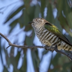 Chrysococcyx lucidus at Majura, ACT - 2 Sep 2021