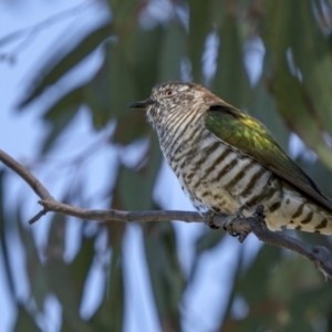 Chrysococcyx lucidus at Majura, ACT - 2 Sep 2021