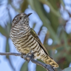 Chrysococcyx lucidus at Majura, ACT - 2 Sep 2021