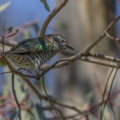 Chrysococcyx lucidus at Majura, ACT - 2 Sep 2021