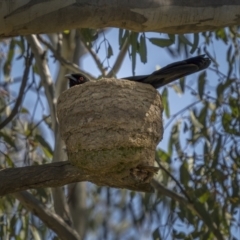 Corcorax melanorhamphos (White-winged Chough) at Pialligo, ACT - 2 Sep 2021 by trevsci