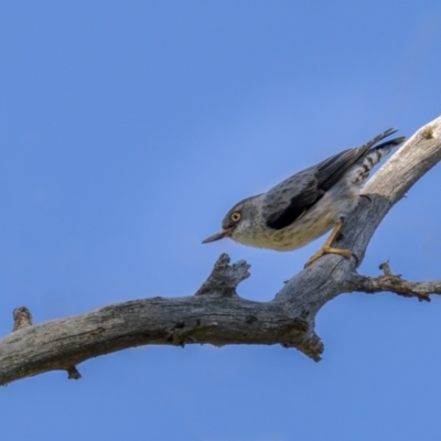 Daphoenositta chrysoptera (Varied Sittella) at Majura, ACT - 2 Sep 2021 by trevsci