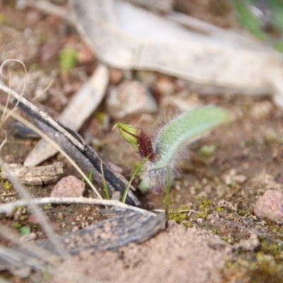 Caladenia actensis (Canberra Spider Orchid) at Downer, ACT - 3 Sep 2021 by petersan