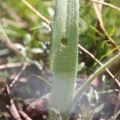 Caladenia actensis (Canberra Spider Orchid) at Downer, ACT - 3 Sep 2021 by petersan