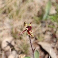 Caladenia actensis (Canberra Spider Orchid) at Downer, ACT - 3 Sep 2021 by petersan