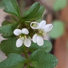 Capsella bursa-pastoris (Shepherd's Purse) at Hawker, ACT - 3 Sep 2021 by tpreston