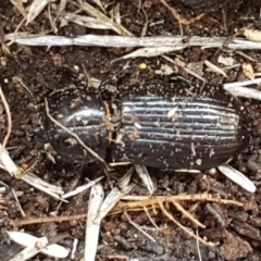 Aulacocyclus edentulus (Passalid beetle) at Hawker, ACT - 3 Sep 2021 by trevorpreston