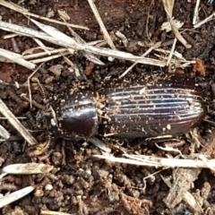 Aulacocyclus edentulus at Hawker, ACT - 3 Sep 2021