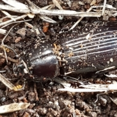 Aulacocyclus edentulus at Hawker, ACT - 3 Sep 2021