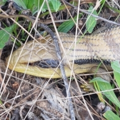 Tiliqua scincoides scincoides (Eastern Blue-tongue) at Hawker, ACT - 3 Sep 2021 by trevorpreston