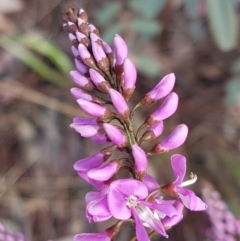 Indigofera australis subsp. australis (Australian Indigo) at The Pinnacle - 3 Sep 2021 by tpreston