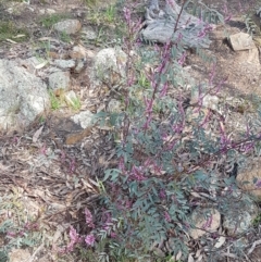 Indigofera australis subsp. australis at Hawker, ACT - 3 Sep 2021 02:48 PM