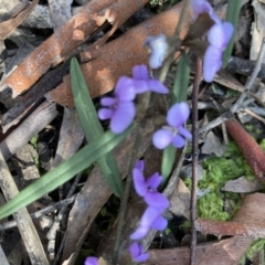 Hovea heterophylla (Common Hovea) at Crace, ACT - 2 Sep 2021 by Jenny54