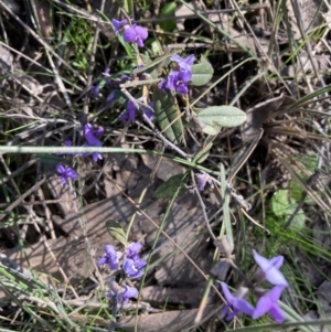 Hovea heterophylla at Holt, ACT - 3 Sep 2021