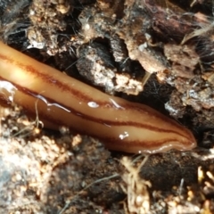 Anzoplana trilineata (A Flatworm) at Hawker, ACT - 3 Sep 2021 by trevorpreston