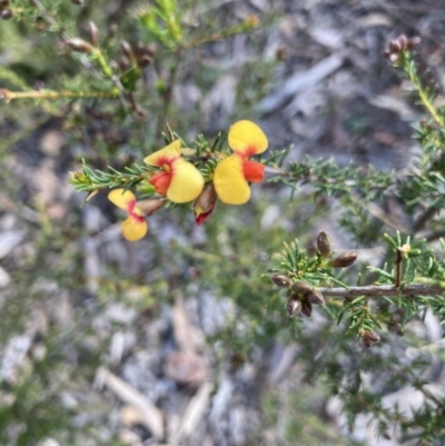 Dillwynia phylicoides (A Parrot-pea) at Holt, ACT - 3 Sep 2021 by Jenny54
