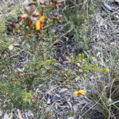 Dillwynia phylicoides at Holt, ACT - 3 Sep 2021