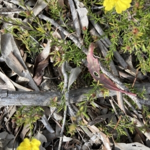 Hibbertia calycina at Holt, ACT - 3 Sep 2021 10:03 AM