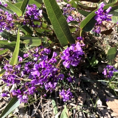 Hardenbergia violacea (False Sarsaparilla) at Bruce Ridge to Gossan Hill - 2 Sep 2021 by goyenjudy