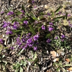 Hardenbergia violacea at Bruce, ACT - 2 Sep 2021 10:04 AM