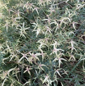 Clematis leptophylla at Holt, ACT - 3 Sep 2021 10:08 AM