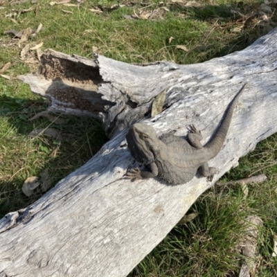 Pogona barbata (Eastern Bearded Dragon) at Aranda Bushland - 3 Sep 2021 by Jenny54