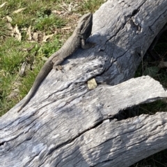 Pogona barbata at Holt, ACT - 3 Sep 2021