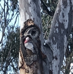 Eolophus roseicapilla at Bruce, ACT - 3 Sep 2021