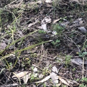 Wurmbea dioica subsp. dioica at Bruce, ACT - 3 Sep 2021