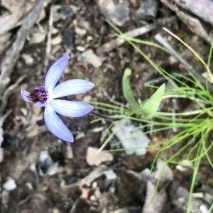 Cyanicula caerulea at Bruce, ACT - 3 Sep 2021