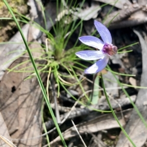 Cyanicula caerulea at Bruce, ACT - 3 Sep 2021