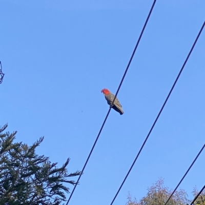 Callocephalon fimbriatum (Gang-gang Cockatoo) at Stirling, ACT - 31 Aug 2021 by dhaagun