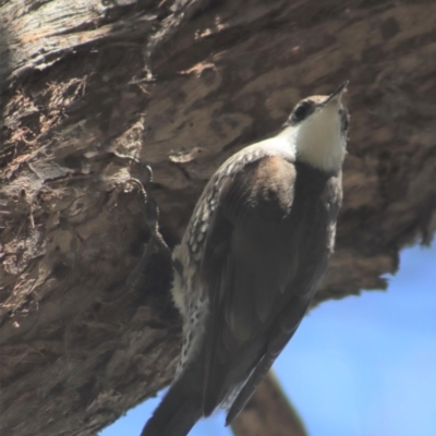 Cormobates leucophaea (White-throated Treecreeper) at Gundaroo, NSW - 3 Sep 2021 by Gunyijan