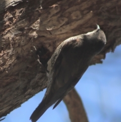 Cormobates leucophaea at Gundaroo, NSW - 3 Sep 2021