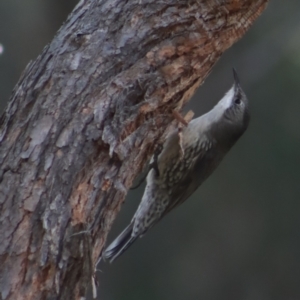 Cormobates leucophaea at Gundaroo, NSW - 3 Sep 2021