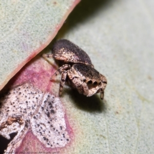 Simaethula sp. (genus) at Forde, ACT - 3 Sep 2021