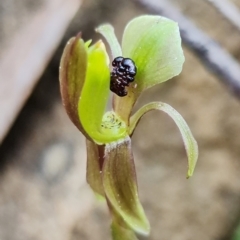 Chiloglottis trapeziformis (Diamond Ant Orchid) at Acton, ACT - 3 Sep 2021 by RobG1