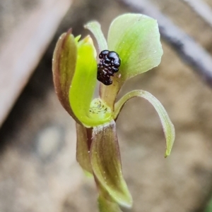 Chiloglottis trapeziformis at Acton, ACT - 3 Sep 2021