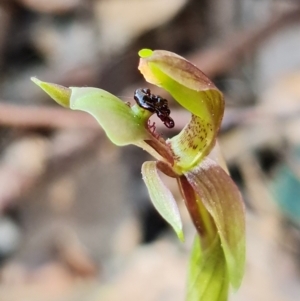 Chiloglottis trapeziformis at Acton, ACT - 3 Sep 2021