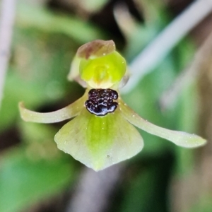 Chiloglottis trapeziformis at Acton, ACT - 3 Sep 2021