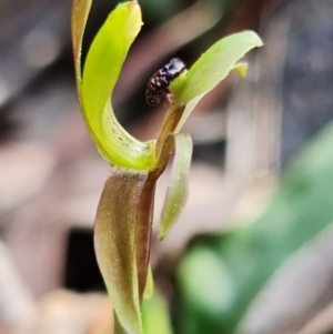 Chiloglottis trapeziformis at Acton, ACT - 3 Sep 2021